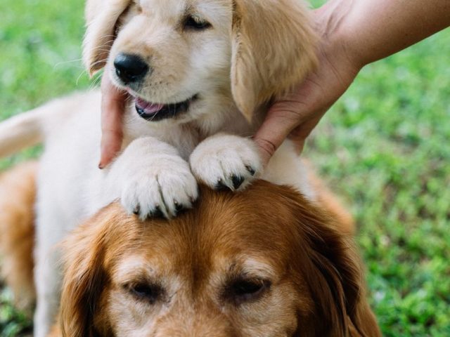 Coconut Oil Dog Paw Balm (Dog-Safe DIY)