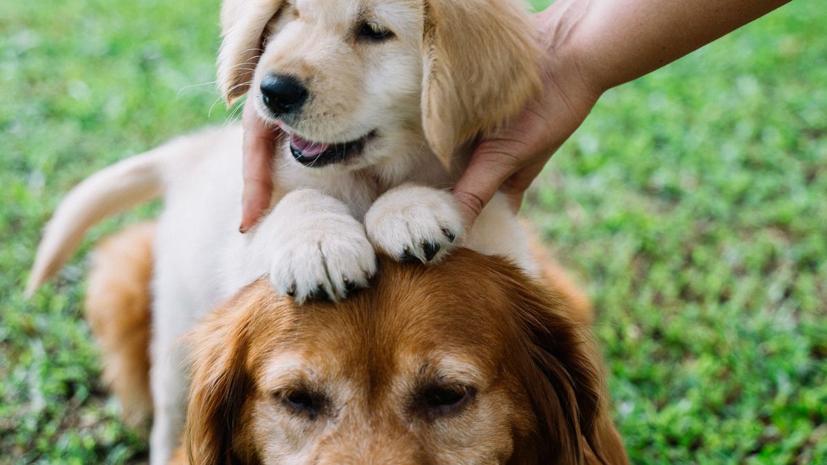 A dog paw cared for with a coconut oil paw balm