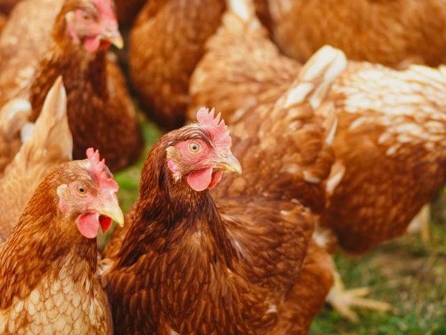 Coconut Oil for Chickens: Scaly Legs, Combs, Feed & Coop Care