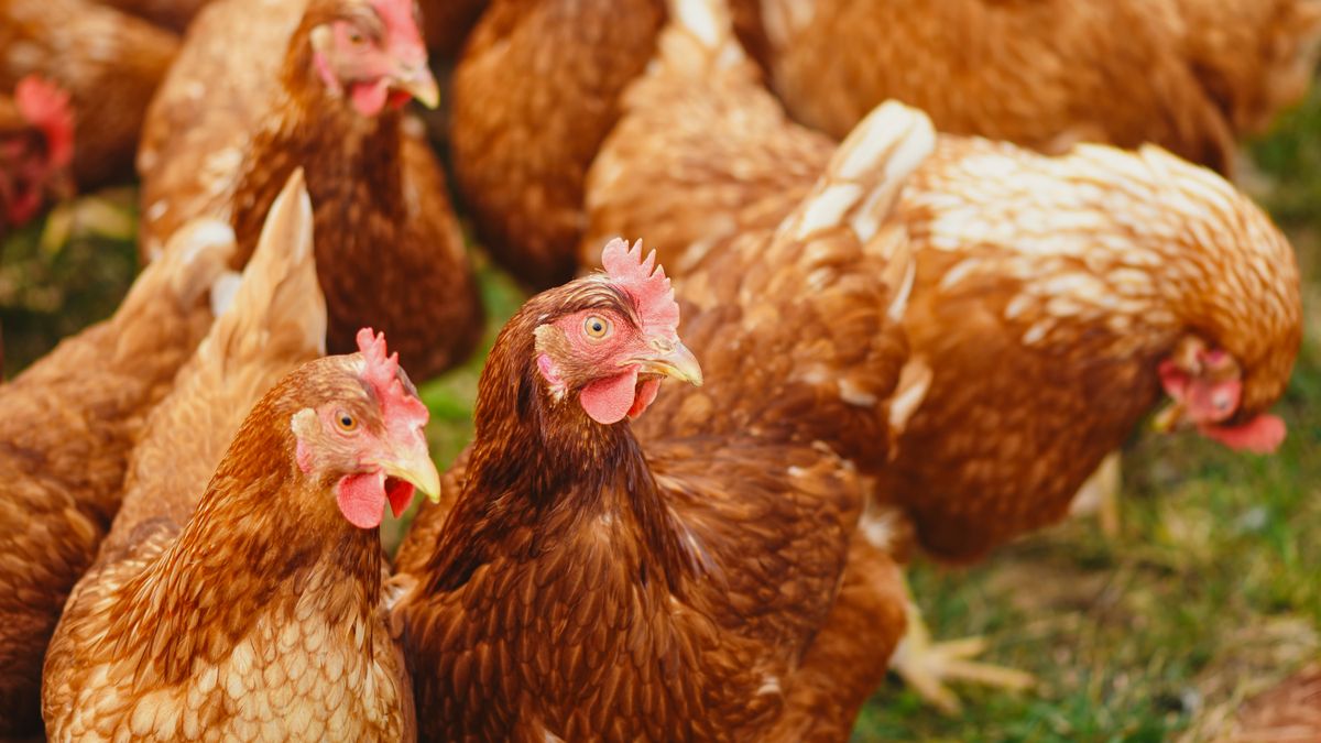 A healthy backyard chicken, illustrating coconut oil coop uses