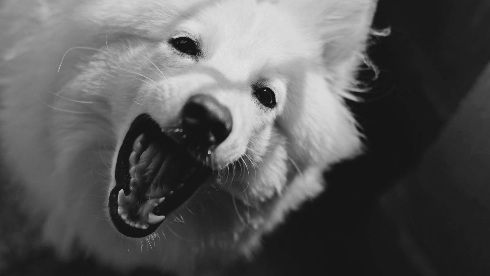A happy healthy dog, illustrating coconut oil use for dogs coat and skin