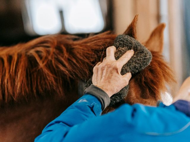 Coconut Oil for Horses: Benefits, Feeding, and Cautions