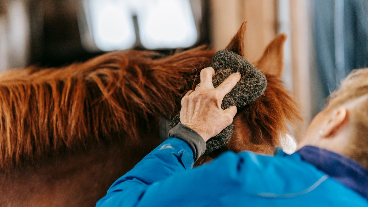 A horse being groomed, illustrating coconut oil for horses